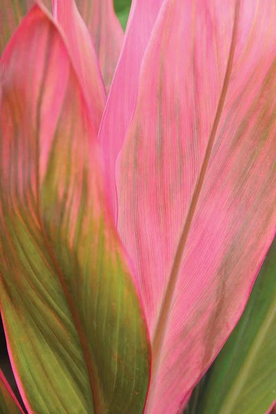 Spring: Ti Plant by Brian Wolf