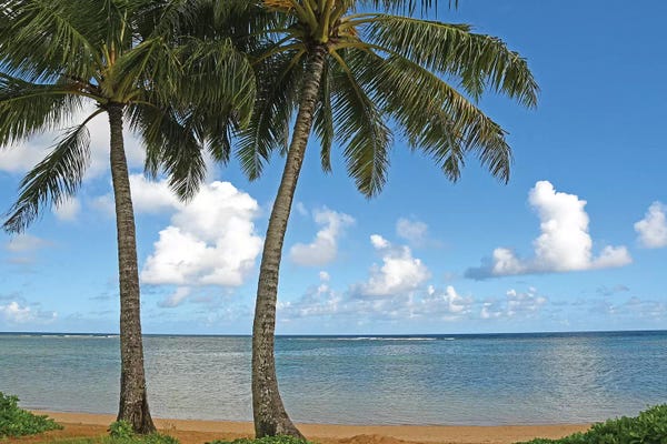 Pine Trees: Tropical Paradise by Brian Wolf