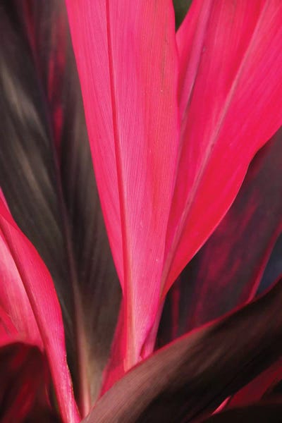 Tropical Ti by Brian Wolf canvas print