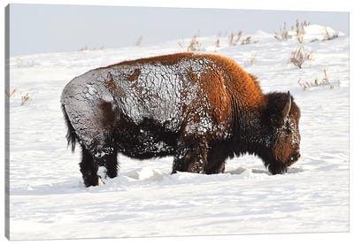 Trying To Survive Canvas Art Print - Bison & Buffalo Art