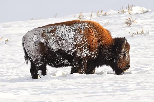 Bison & Buffaloes: Trying To Survive by Brian Wolf