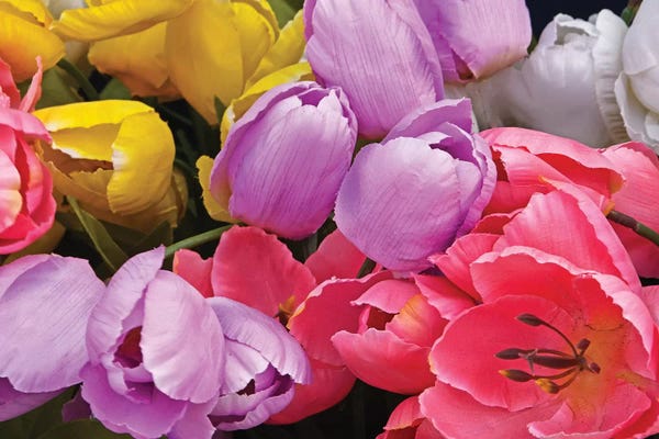 Brian Wolf: Tulip Bouquet by Brian Wolf