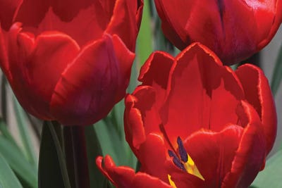 Tulips by Brian Wolf canvas print