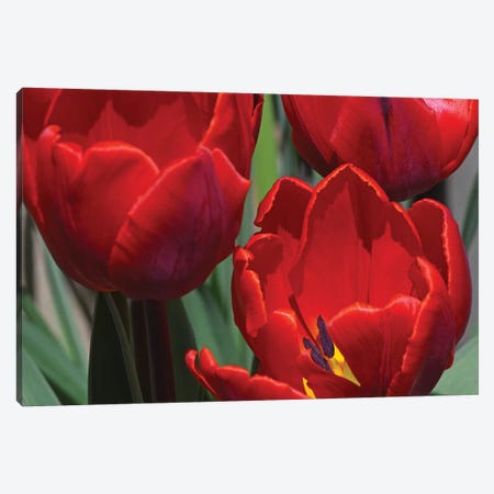 Tulips Canvas Print #BWF356} by Brian Wolf Canvas Print