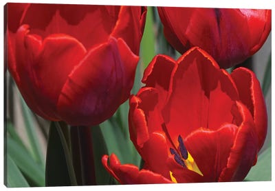Tulips Canvas Art Print - Brian Wolf