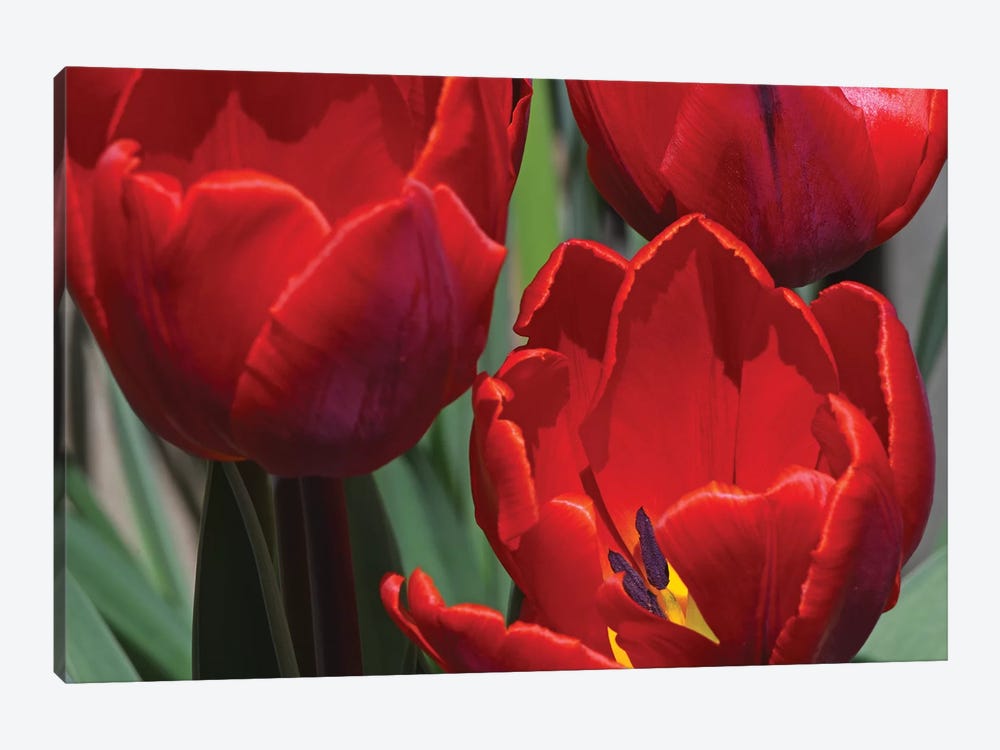 Tulips by Brian Wolf 1-piece Canvas Wall Art