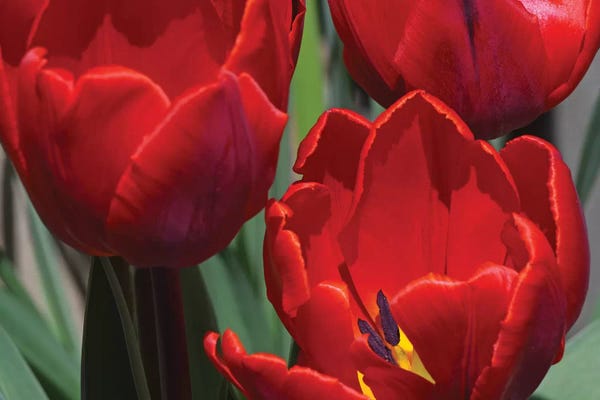 Brian Wolf: Tulips by Brian Wolf