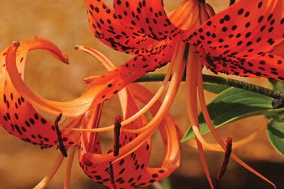 Turk's Cap Lilies by Brian Wolf art print