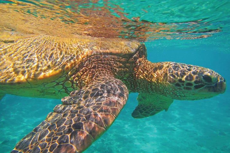 Under The Surface by Brian Wolf wall art