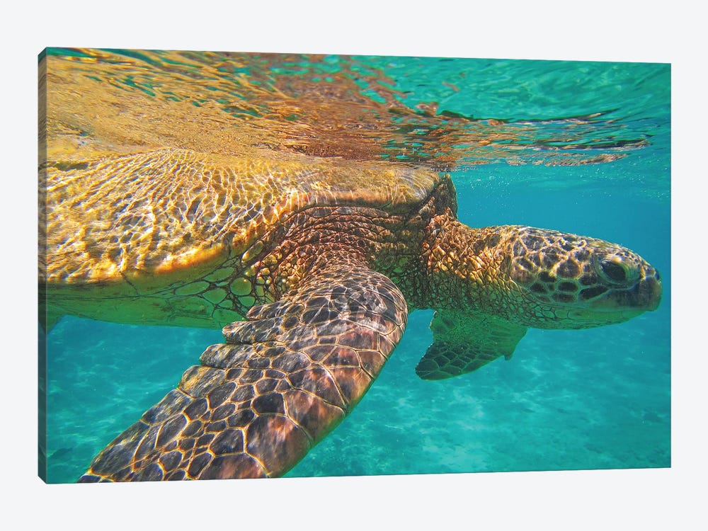 Under The Surface by Brian Wolf 1-piece Canvas Print