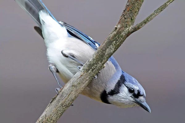 Brian Wolf: Upside Down Jay by Brian Wolf