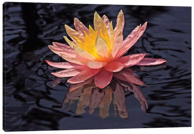 Water Lily Reflection Canvas Art Print - Lily Art