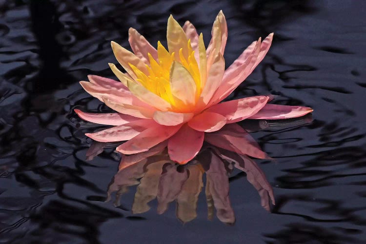 Water Lily Reflection