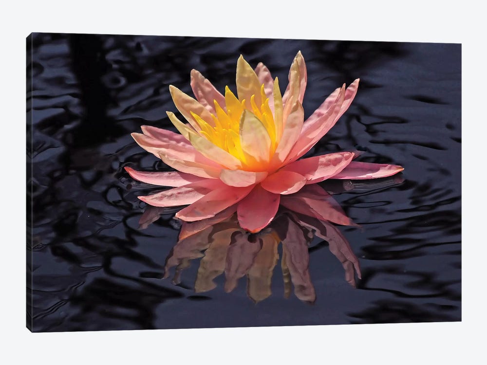 Water Lily Reflection by Brian Wolf 1-piece Art Print