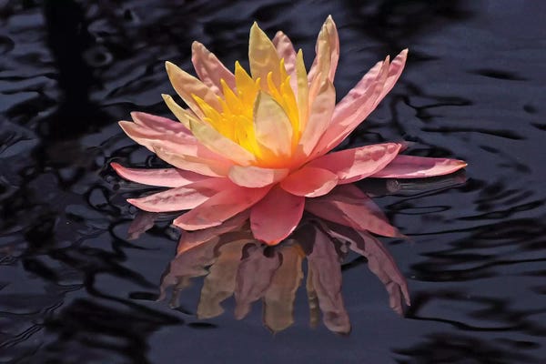 Water Lilies: Water Lily Reflection by Brian Wolf