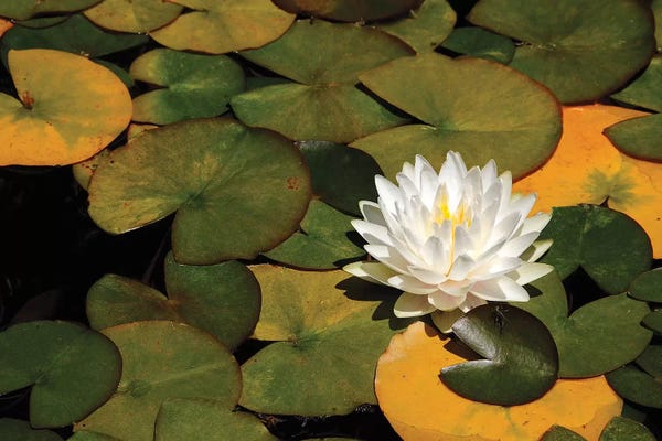 Brian Wolf: White Lily by Brian Wolf