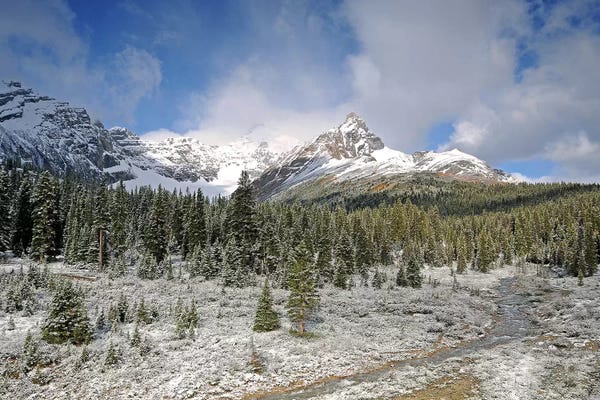 Evergreen Trees: Wilcox Pass by Brian Wolf