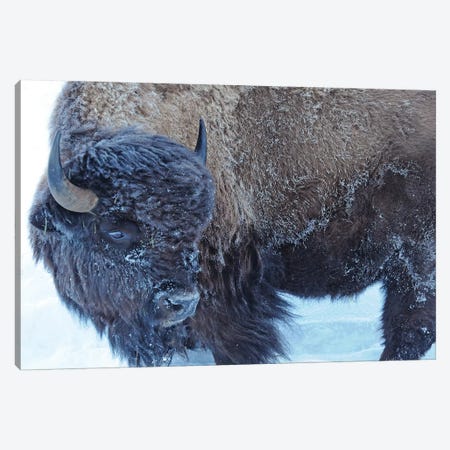 Winter Bison Canvas Print #BWF374} by Brian Wolf Canvas Art Print