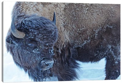 Winter Bison Canvas Art Print - Brian Wolf