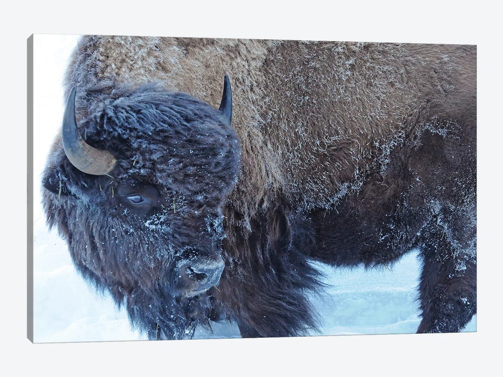 Winter Bison by Brian Wolf 1-piece Canvas Art