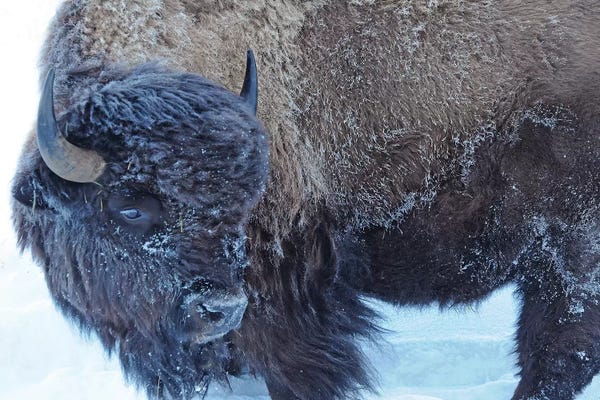 Bison & Buffaloes: Winter Bison by Brian Wolf