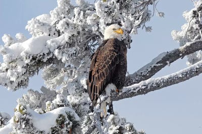 Winter Eagle by Brian Wolf framed wall art