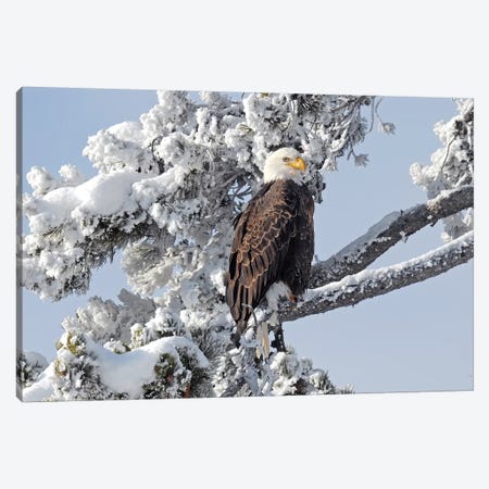 Winter Eagle Canvas Print #BWF376} by Brian Wolf Art Print