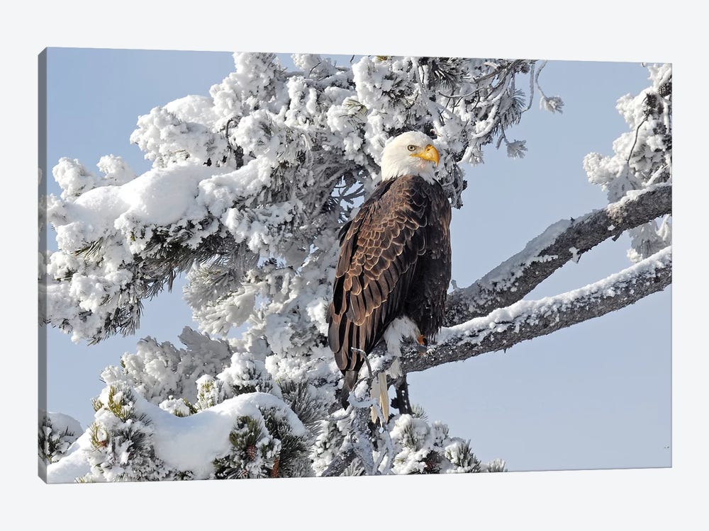 Winter Eagle by Brian Wolf 1-piece Canvas Art
