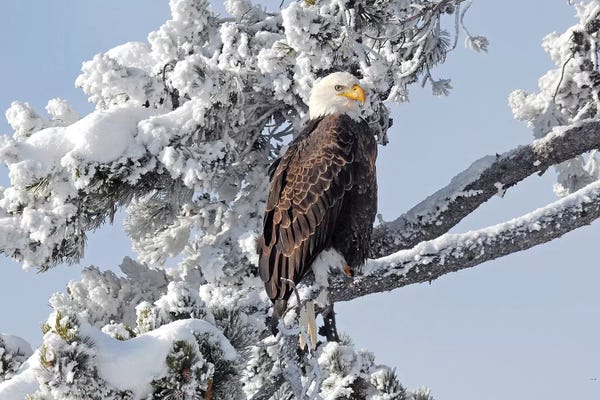 Brian Wolf: Winter Eagle by Brian Wolf