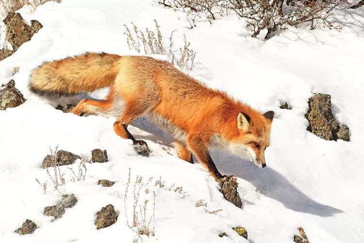 Winter Fox