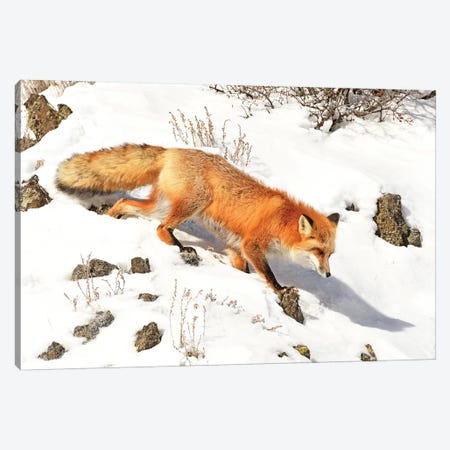 Winter Fox Canvas Print #BWF377} by Brian Wolf Canvas Print