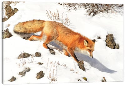 Winter Fox Canvas Art Print - Brian Wolf