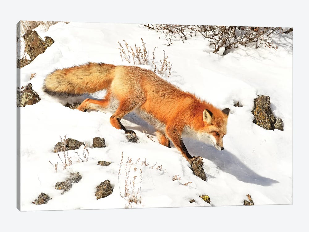 Winter Fox by Brian Wolf 1-piece Canvas Art Print