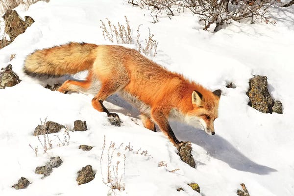 Brian Wolf: Winter Fox by Brian Wolf