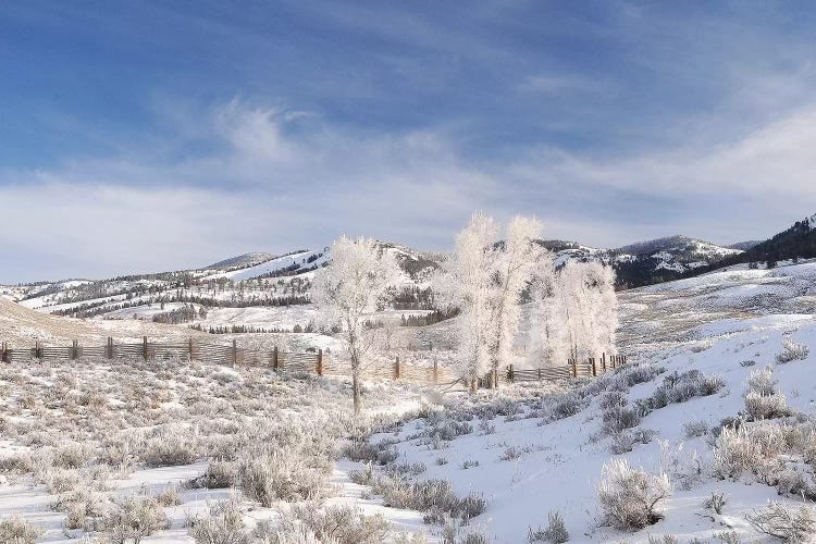 Winter In Lamar Valley