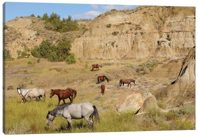Badlands Herd Canvas Art Print - South Dakota Art