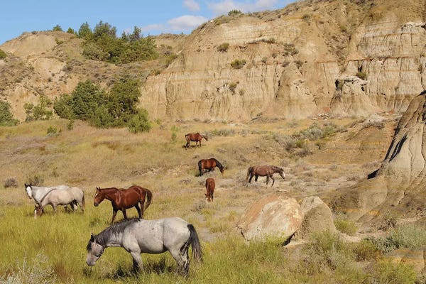 South Dakota: Badlands Herd by Brian Wolf