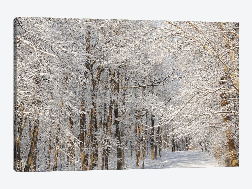 Winter Trail by Brian Wolf 1-piece Canvas Print