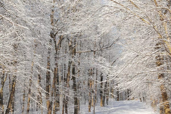 Brian Wolf: Winter Trail by Brian Wolf