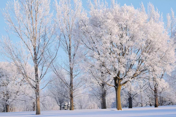 Winter Trees