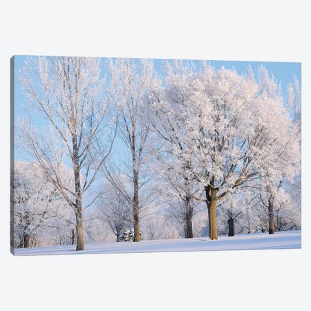 Winter Trees Canvas Print #BWF383} by Brian Wolf Canvas Print