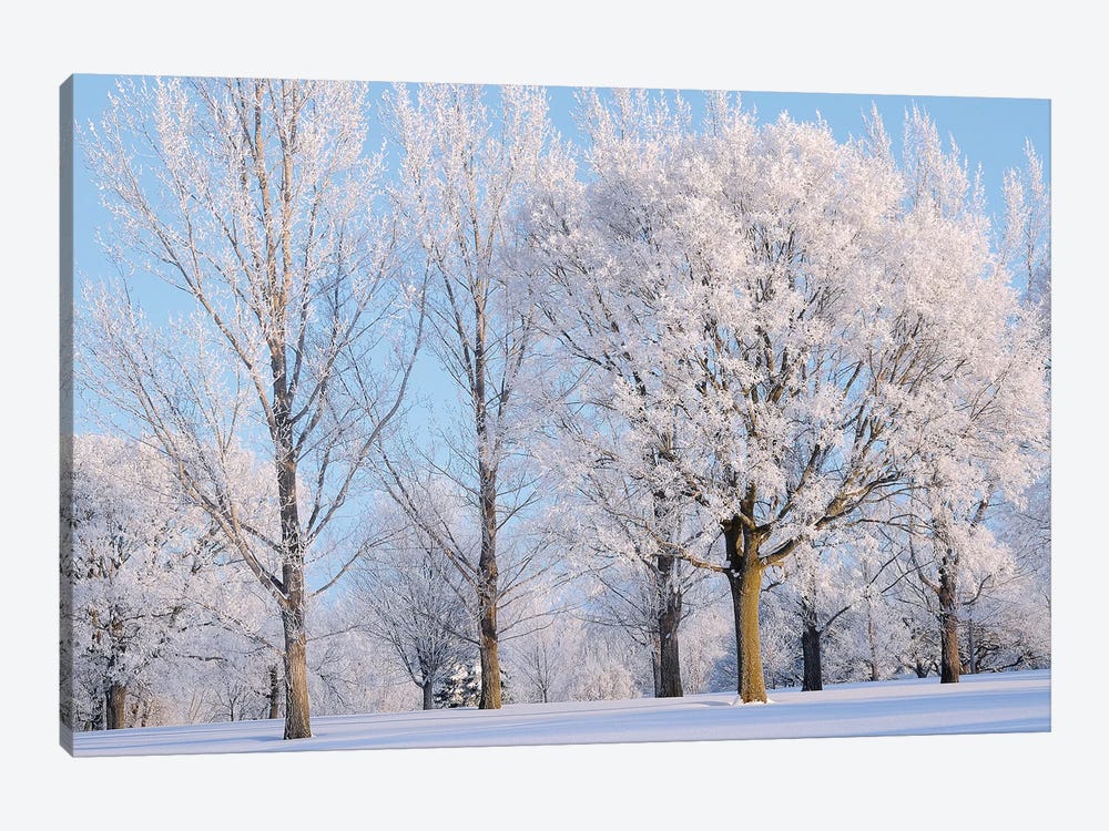 Winter Trees by Brian Wolf 1-piece Canvas Art