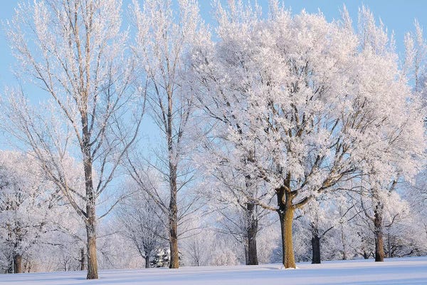 Brian Wolf: Winter Trees by Brian Wolf