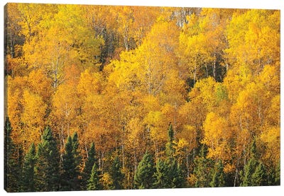 Yellows of the Gunflint Trail Canvas Art Print - Minnesota Art