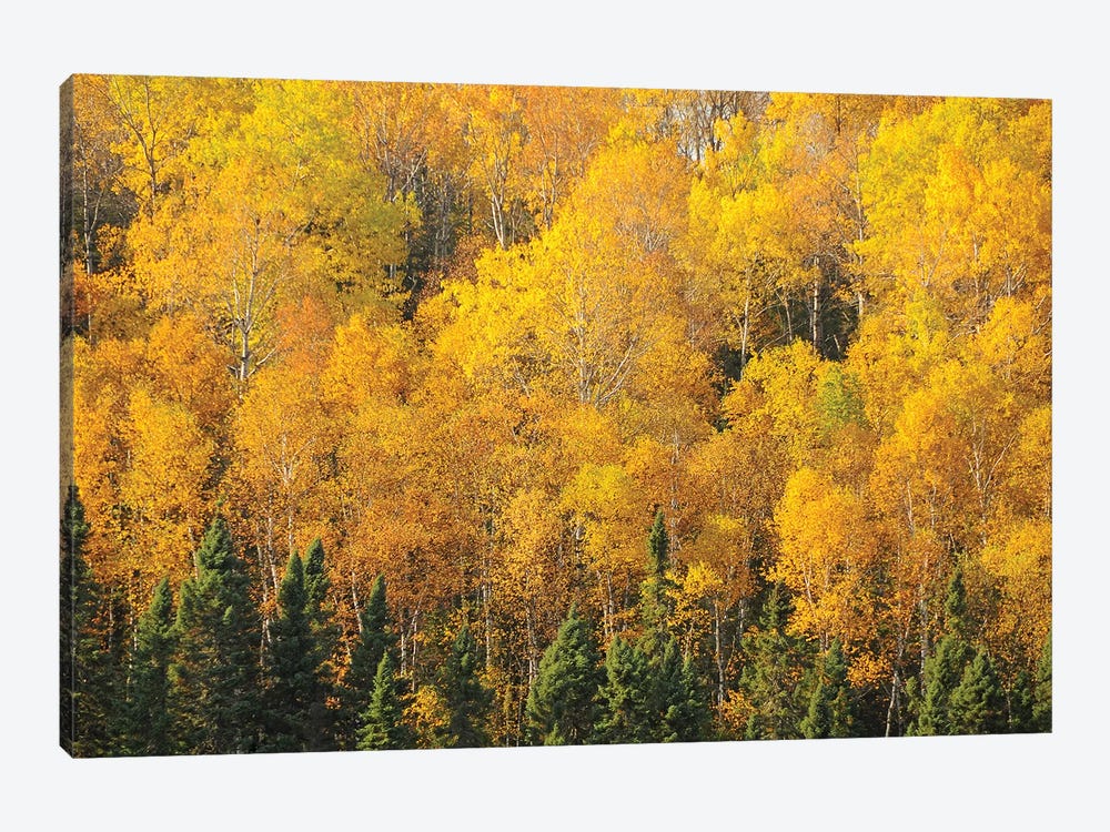 Yellows of the Gunflint Trail by Brian Wolf 1-piece Canvas Wall Art