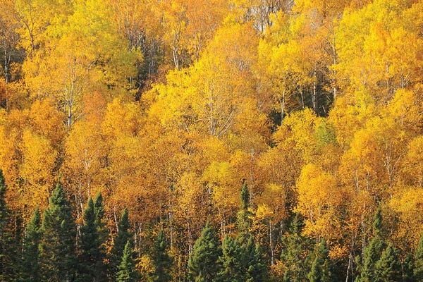 Minnesota: Yellows of the Gunflint Trail by Brian Wolf