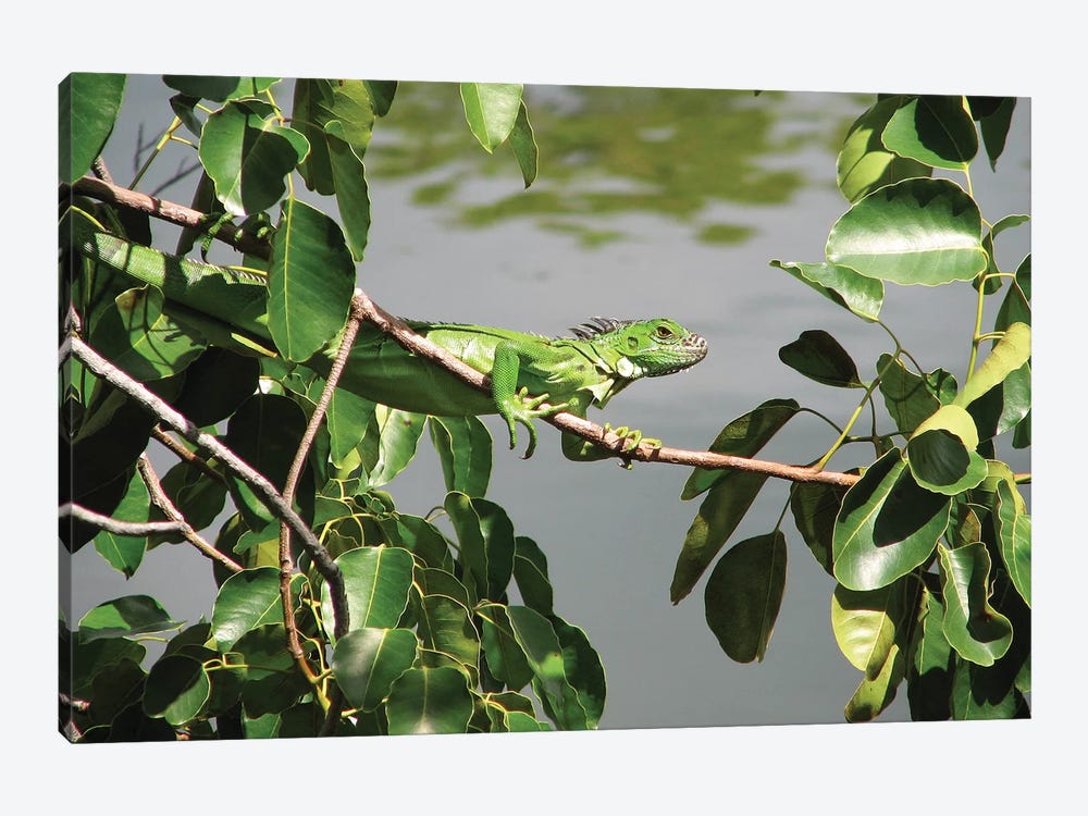Young Iguana by Brian Wolf 1-piece Canvas Art Print