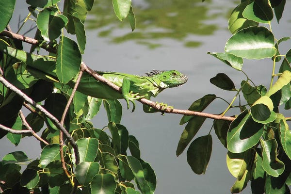 Brian Wolf: Young Iguana by Brian Wolf