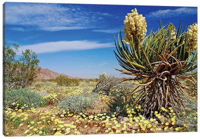 Yucca and Desert Gold Canvas Art Print - Brian Wolf