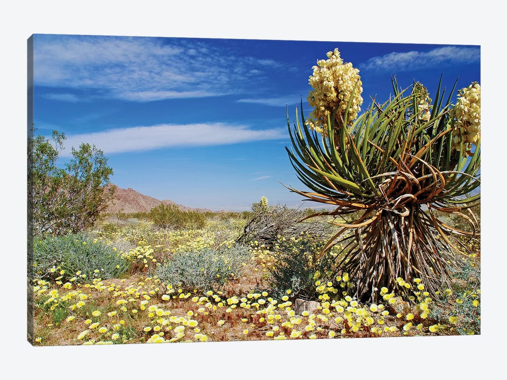Yucca and Desert Gold by Brian Wolf 1-piece Canvas Wall Art